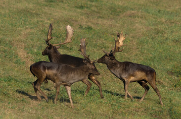 Naklejka na ściany i meble Wild deer (Dama dama) fighting in summer, in their natural habitat.