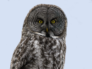 Great Gray Owl  Closeup Portrait in Winter  
