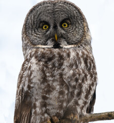 Great Gray Owl  Closeup Portrait in Winter  