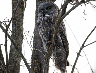 Great Gray Owl Sitting on Tree Branch in Winter
