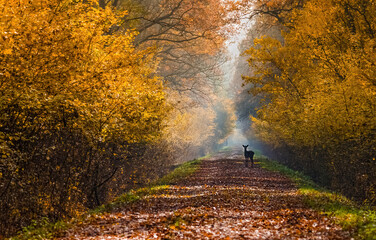 Obraz premium Small Wild deer(dama dama) in autumn magic morning, in the forests of Romania