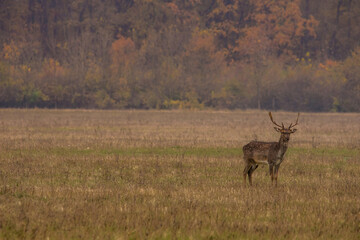 Obraz na płótnie Canvas Wild deer(dama dama) in autumn magic morning, in the forests of Romania