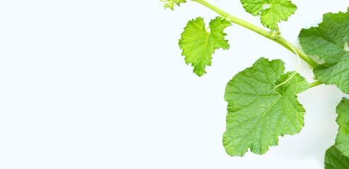 Melon leaves on white background.