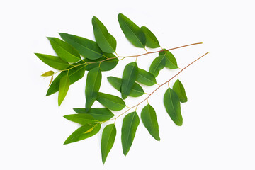 Eucalyptus leaves on white background.