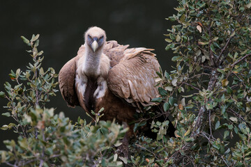 Griffon Vulture. Bird perched on a tree.