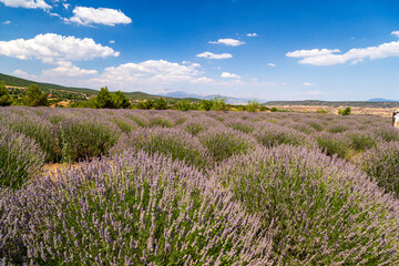 Naklejka na ściany i meble Beautiful lavander flowers in the summer. Close up Bushes of lavender purple aromatic flowers at lavender field. Lavender flower, violet Lavender flowers in nature with copy space