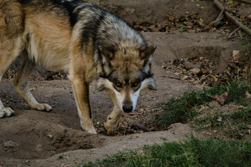 lobo mexicano mirando a la cámara