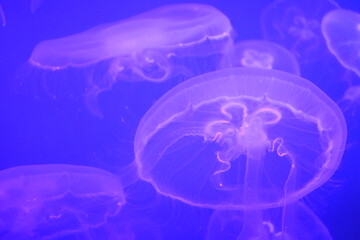 Purple jellyfish in dark water. Marine life in the aquarium, illuminated by multi-colored lamps.