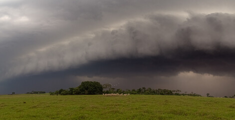Fototapeta premium A storm coming to the farm. It looks like the oxen and the birds posed for the photo