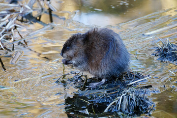 A wild beaver eating water grass on wetland in winter