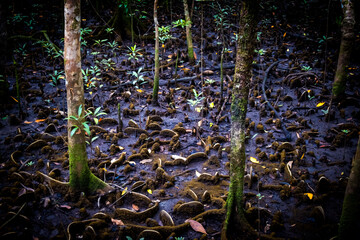 Mangroves in Daintree, Cape Tribulation, North Queensland.