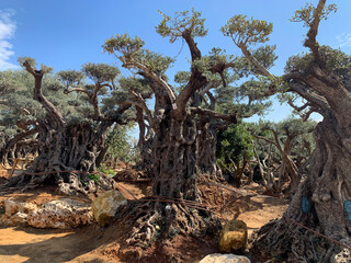 Old bizarre olive trees in moshav Zimrat