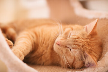 Sleepy cat