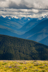 Hurricane Ridge in Olympic National Park, Washington