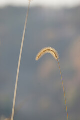 yellow tender foxtails on out of focus background, feel the softness, foxtails taken in winter