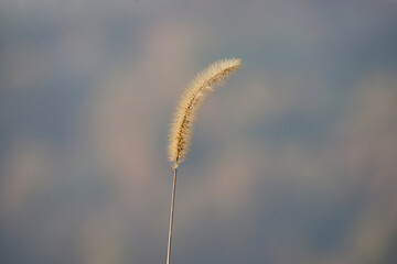 a yellow tender foxtail on out of focus background, feel the softness, foxtails taken in winter