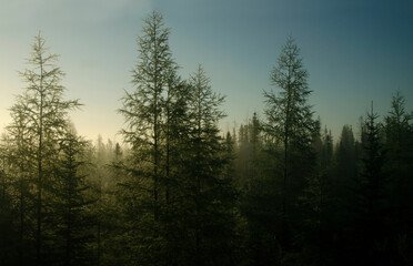 Trees on the field, in Manitoba