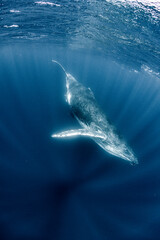 Fototapeta premium Humpback whale