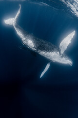 Humpback whale © divedog