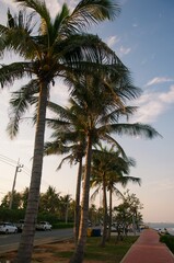 Coconut palm tree on the beach with beautiful sunlight