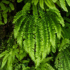 Naklejka na ściany i meble Green fern in the Redwoods, California, USA