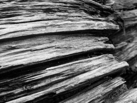 old wood texture