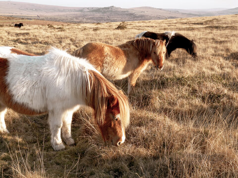 Dartmoor pony