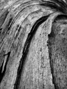 wood texture