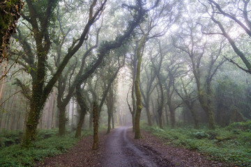 Obraz premium カミーノ 巡礼の道