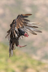 vulture in flight