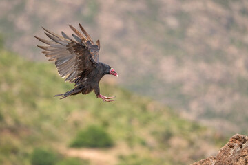 red backed vulture