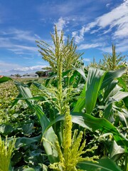 Obraz premium beautiful maize field with blue sky