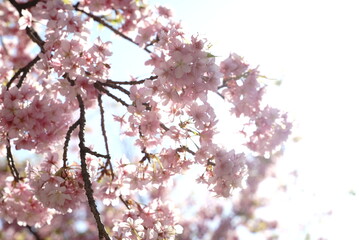 Fototapeta premium Spring is just around the corner