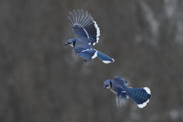 Blue Jays fighting over food at feeder (sunflower seeds and shelled peanuts) on overcast winter day with forest trees in background