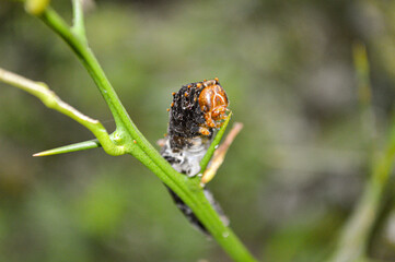 macro of a wasp