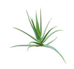 Agave plant isolated on white background.