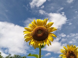 初夏に咲くヒマワリ＠万博公園