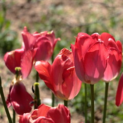 チューリップのクローズアップ