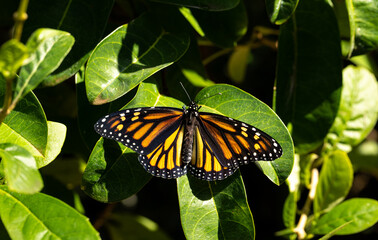 Monarch Butterfly Soaking Up the Sun 