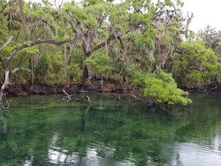 florida 8