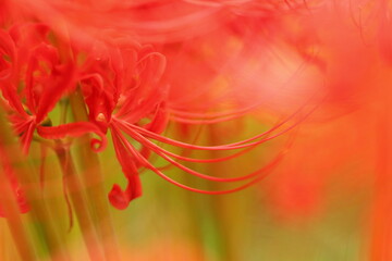 Fototapeta na wymiar red poppy flower