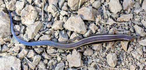 Skilton's Skink resting on rocky trail. Mt Diablo, Contra Costa County, California.