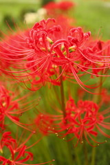 red and white flowers
