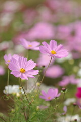 pink cosmos flower