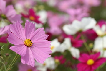 pink cosmos flower