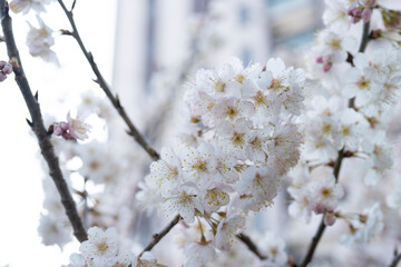 ビル前の桜
