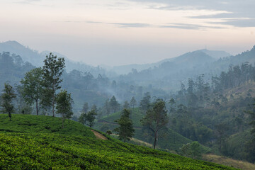 Obraz premium Beautiful tea plantations from Sri Lanka