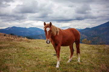 Fototapeta na wymiar Beautiful horse in the mountains