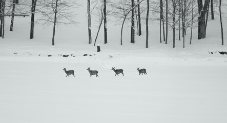 Deer in snow in a forest