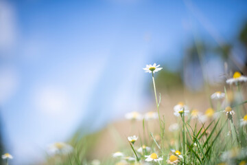 View of daisies in a  meadow © Corin Walker Bain